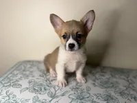  Niko, a male Pembroke Welsh Corgi for sale in Lexington, KY – Photo 3 of 4