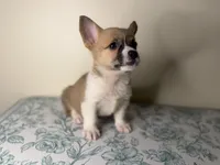  Niko, a male Pembroke Welsh Corgi for sale in Lexington, KY – Photo 2 of 4