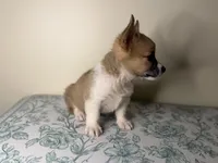  Niko, a male Pembroke Welsh Corgi for sale in Lexington, KY – Photo 4 of 4