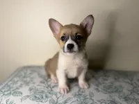  Niko, a male Pembroke Welsh Corgi for sale in Lexington, KY – Photo 1 of 4