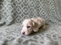 Maverick, a male Dachshund and Miniature Dachshund for sale in Lexington, KY – 2 of 5