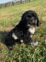 Rollo, a male Cockapoo for sale in Lexington, KY – 2 of 8