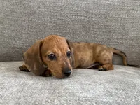 Daisy, a female Dachshund and Miniature Dachshund for sale in Lexington, KY – 2 of 5