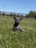 Dunkin, a male Chihuahua and Toy Fox Terrier for sale in Lexington, KY – 2 of 10