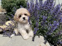 Winnie , a female Maltipoo for sale in Lexington, KY – 2 of 7