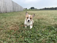 Ingrid , a female Pembroke Welsh Corgi for sale in Lexington, KY – 2 of 5