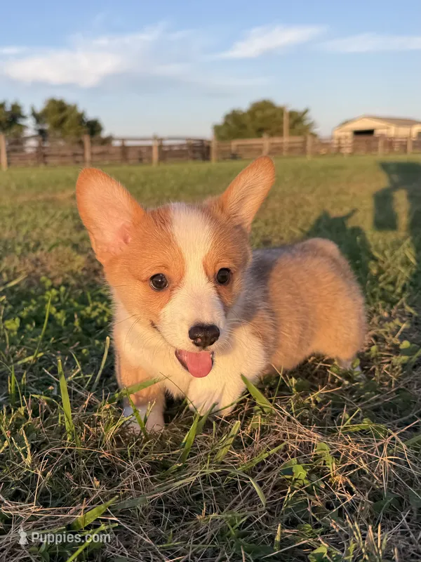 Irwin  – Pembroke Welsh Corgi puppy for sale in Lexington, KY