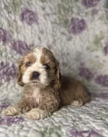 Peg, a female Cocker Spaniel for sale in Lexington, KY – 3 of 4