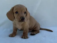 Rumi, AKC, a female Dachshund and Miniature Dachshund for sale in Lexington, KY – 3 of 5