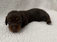 Hershey , a female Dachshund and Miniature Dachshund for sale in Lexington, KY – Photo 1 of 5