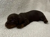 Hershey , a female Dachshund and Miniature Dachshund for sale in Lexington, KY – Photo 3 of 5