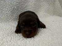 Hershey , a female Dachshund and Miniature Dachshund for sale in Lexington, KY – Photo 2 of 5