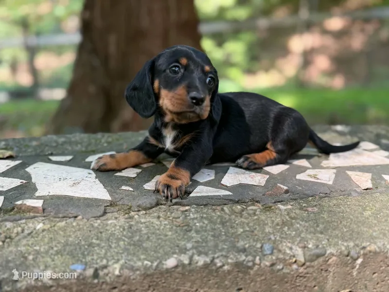 Lock – Dachshund, Miniature Dachshund puppy for sale in Lexington, KY