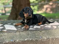 Lock, a female Dachshund and Miniature Dachshund for sale in Lexington, KY – 1 of 3