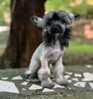 Daphne, a female Chinese Crested for sale in Lexington, KY – 6 of 10