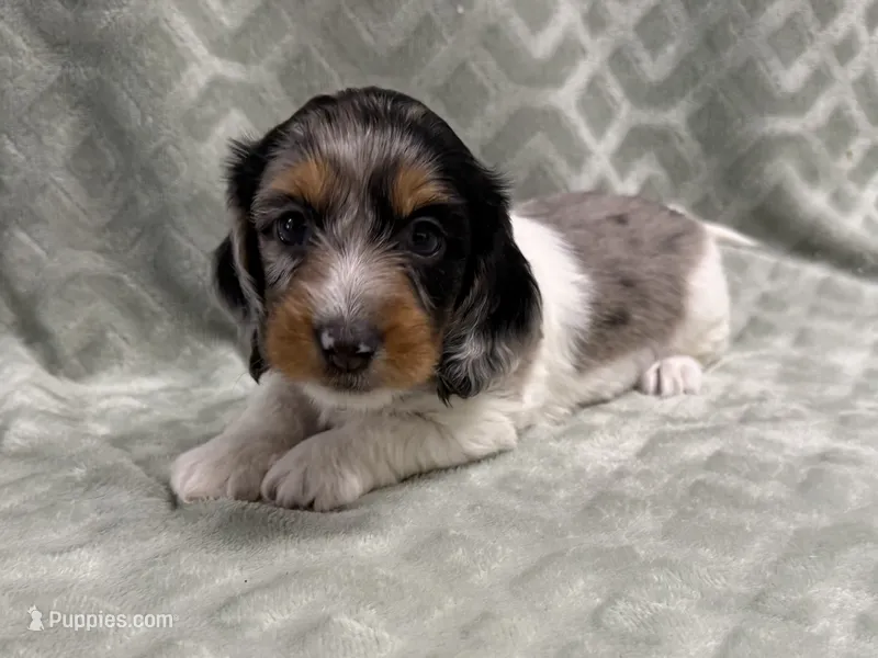 Lexie, a female Dachshund and Miniature Dachshund for sale in Lexington, KY – 1 of 10
