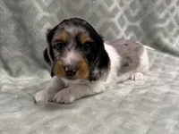 Lexie, a female Dachshund and Miniature Dachshund for sale in Lexington, KY – 1 of 10