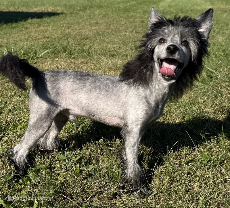 Dover, Ch sired  – Chinese Crested puppy for sale in Lexington, KY