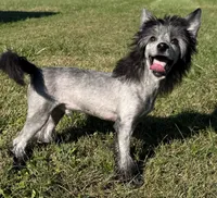 Dover, Ch sired , a male Chinese Crested for sale in Lexington, KY – 1 of 10