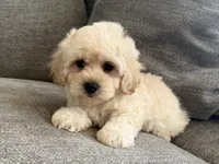 Max, a male Maltipoo for sale in Lexington, KY – 4 of 5