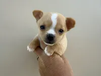 Charlie , a male Chihuahua for sale in Lexington, KY – 3 of 8