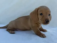 Rumi, AKC, a female Dachshund and Miniature Dachshund for sale in Lexington, KY – 5 of 5