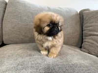 Fergus, a male Pekingese for sale in Lexington, KY – 2 of 7