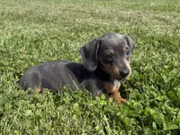 Bluebelle AKC, a female Dachshund and Miniature Dachshund for sale in Lexington, KY – 2 of 6