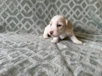 Maverick, a male Dachshund and Miniature Dachshund for sale in Lexington, KY – 1 of 5