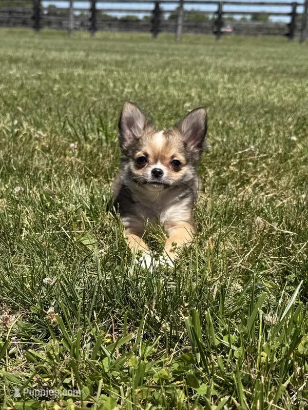 Wally – Chihuahua puppy for sale in Lexington, KY
