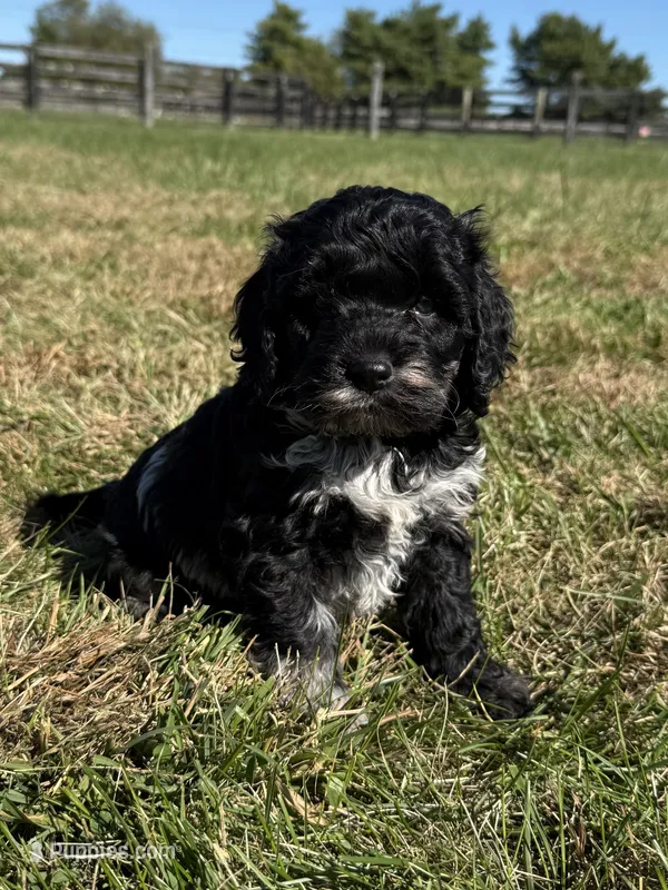 Rollo – Cockapoo puppy for sale in Lexington, KY
