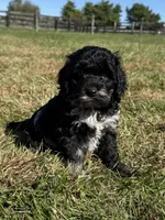 Rollo, a male Cockapoo for sale in Lexington, KY – 1 of 8