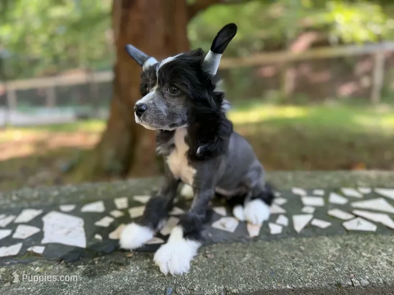 Dolly – Chinese Crested puppy for sale in Lexington, KY