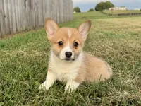 Irene , a female Pembroke Welsh Corgi for sale in Lexington, KY – 5 of 6