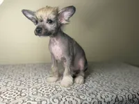 Gollum, a male Chinese Crested for sale in Lexington, KY – Photo 6 of 7