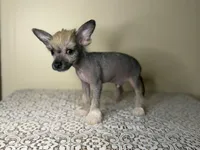 Gollum, a male Chinese Crested for sale in Lexington, KY – Photo 5 of 7