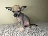 Gollum, a male Chinese Crested for sale in Lexington, KY – Photo 7 of 7