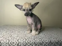 Gollum, a male Chinese Crested for sale in Lexington, KY – Photo 3 of 7