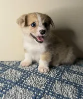 Heidi, a female Pembroke Welsh Corgi for sale in Lexington, KY – Photo 2 of 3