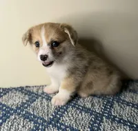 Heidi, a female Pembroke Welsh Corgi for sale in Lexington, KY – Photo 3 of 3