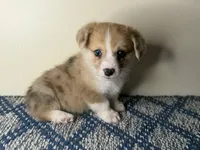 Heidi, a female Pembroke Welsh Corgi for sale in Lexington, KY – Photo 1 of 3