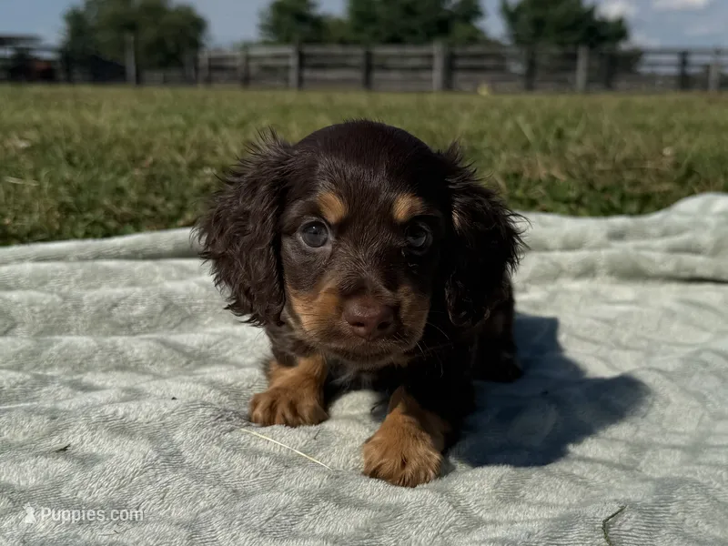 Tillie  – Dachshund, Miniature Dachshund puppy for sale in Lexington, KY