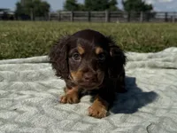 Tillie , a female Dachshund and Miniature Dachshund for sale in Lexington, KY – 1 of 9