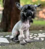 Daphne, a female Chinese Crested for sale in Lexington, KY – 5 of 10