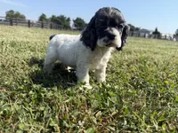 Pickles , a male Cocker Spaniel for sale in Lexington, KY – 5 of 6
