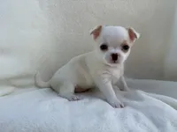 Oliver , a male Chihuahua for sale in Lexington, KY – 2 of 7