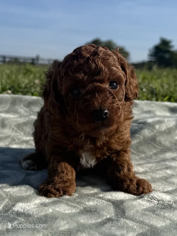 Petrie – Poodle - Miniature  puppy on hold in Lexington, KY