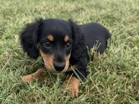 Molly-AKc , a female Dachshund and Miniature Dachshund for sale in Lexington, KY – 5 of 5