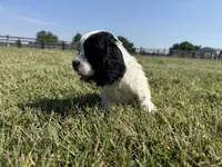 Jack, a male Cocker Spaniel for sale in Lexington, KY – 4 of 6