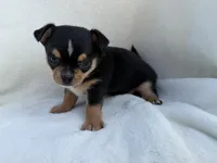 Buddy , a male Chihuahua for sale in Lexington, KY – 4 of 7